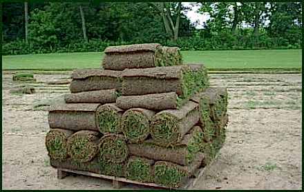 Northern Sod Farms 235