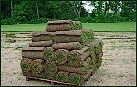 Northern Sod Farms 251