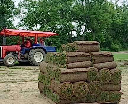 Northern Sod Farms 260