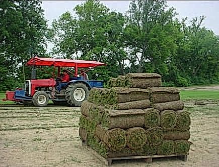 Northern Sod Farms 249