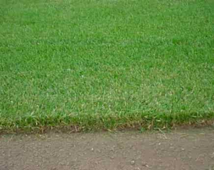 Northern Sod Farms 241
