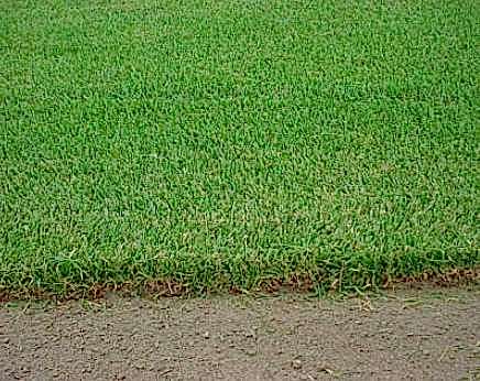 Northern Sod Farms 257