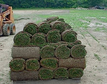 Northern Sod Farms 242